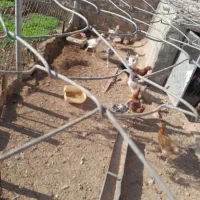 خروس و مرغ فروشی|حیوانات مزرعه|سرپل ذهاب, |دیوار