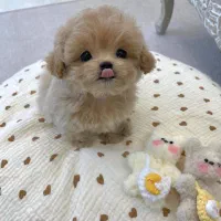 پودل سایز صفر