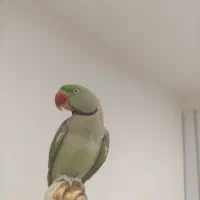 شاه طوطی اسکندری