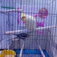 یک جفت عروس هلندی