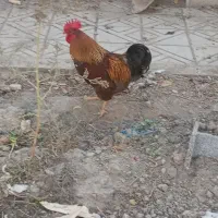 خروس