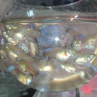 ماهی گوپی بیگ ایر دراگون|ماهی|اصفهان, لیمجیر|دیوار