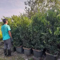 یاس جعبه و خرزهره