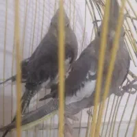 یک جفت عروس