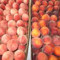 اکیپ کارگر هستیم برای چیدن میوه وکارهای کشاورزی،