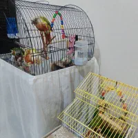طوطی گرنچیک جفت