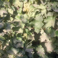 باغ|فروش خانه و ویلا|یامچی, |دیوار