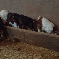 بز و بزغاله|حیوانات مزرعه|بیرانوند, |دیوار