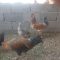 هفت خروس جوان سرحال|حیوانات مزرعه|اصفهان, شهرستان|دیوار
