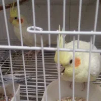 راهب دستی وعروس هلندی و....|پرنده|نیشابور, گنبد سبز|دیوار