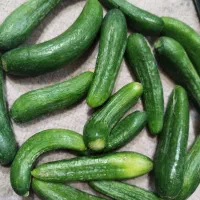 خیار حمیدیه