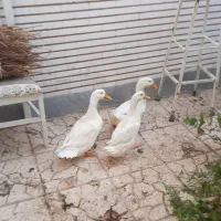 اردک نر و اردک ماده بالغ