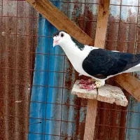 چپ سیاه ماده و ساده الماسی نر