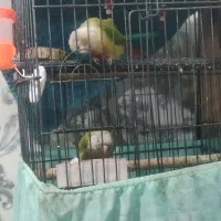 طوطی گرینچیک