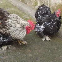 مرغ خروس معاوضه با کبوتر|حیوانات مزرعه|رشت, تازه آباد|دیوار