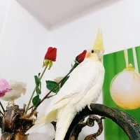 عروس هلندی