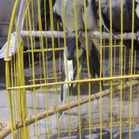 عروس هلندی معاوضه با قناری گرینچیک|پرنده|بندرعباس, |دیوار