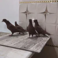 کلاغ وسرخ دوم سفید