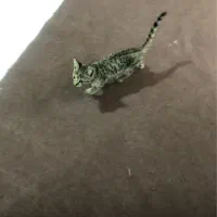 بچه گربه ۴ ماهه