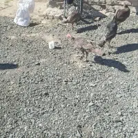 بوقلمو گوشتی ۷ماهه|حیوانات مزرعه|صومای برادوست, |دیوار