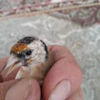 جوجه سهره و۲عدد قناری ماده|پرنده|سنندج, |دیوار