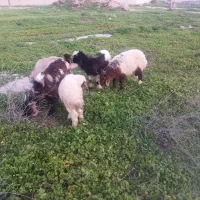 بره بیگ شیری درجه یک مخصوص پروار