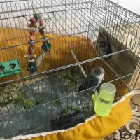 طوطی برزیلی