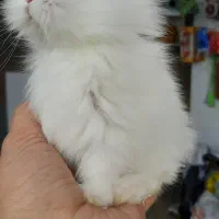 خرگوش های مینیاتوری چشم آهویی(دوست بچه ها)|موش و خرگوش|تهران, تهرانپارس غربی|دیوار