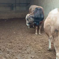 ۲راس گوساله چاقسرکداراجری|حیوانات مزرعه|پیشوا, |دیوار