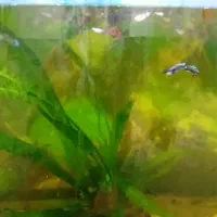 ماهی گوپی|ماهی|شاهرود, |دیوار