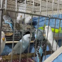 فروش تعدادی مرغ عشق|پرنده|شیراز, محراب|دیوار