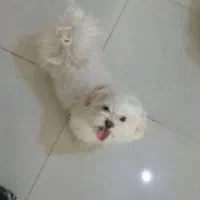 نژاد مالتیز