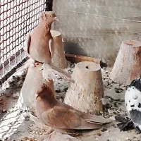 کبوتر ترک صدا کن وگوگ|پرنده|داران, |دیوار