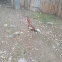 لاری|حیوانات مزرعه|آق قلا, |دیوار