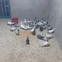 کفتر|پرنده|قشم, |دیوار