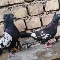 کفتر