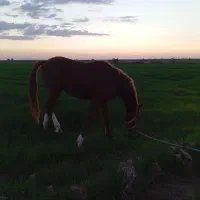 اسب عرب خالص