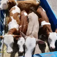 بورس وترمینال گوساله باآمپول جابه جایی قرنطینه شده