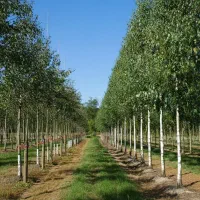 انتخابی استراتژیک برای کشاورزان و سرمایه‌گذاران