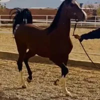 اسب دره شور