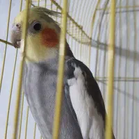 عروس هلندی نر بالغ|پرنده|رودسر, |دیوار