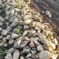 چغندر|خوردنی و آشامیدنی|سلماس, |دیوار