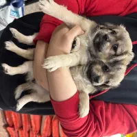 توله اشپیتز