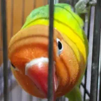 طوطی برزیلی|پرنده|قزوین, |دیوار