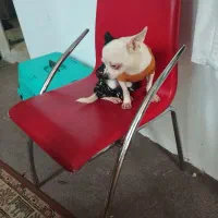 سگ شیواوا ،شیبابا،شی هواهوا،چیواوا|سگ|وحیدیه, |دیوار