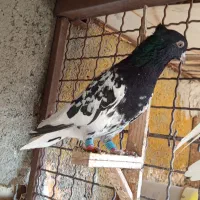 کفتر|پرنده|مشهد, شهید قربانی|دیوار