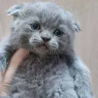 گربه اسکاتیش و بریتیش|گربه|تهران, سبلان (لشگر)|دیوار