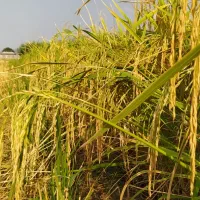 برنج فجر ۹۰ روزه سوزنی