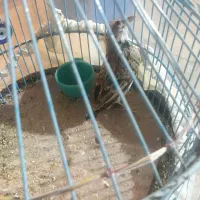 پرنده|پرنده|گلپایگان, |دیوار