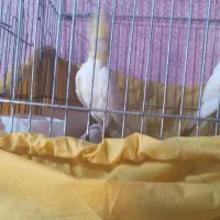 شیبان کوی امام|پرنده|باوی, |دیوار